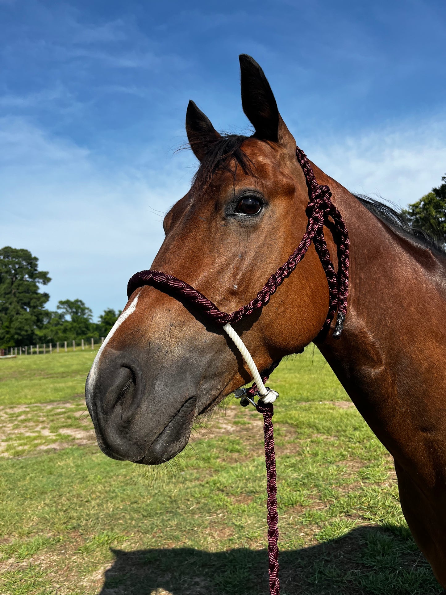 Burgundy Rope Noseband